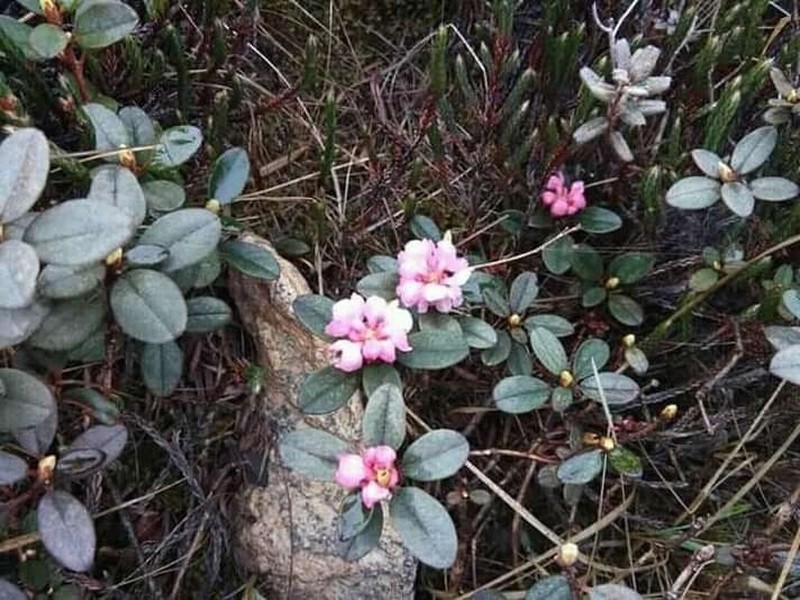 Rhododendron anthopogon photo 5