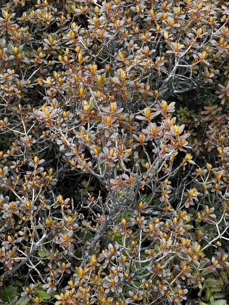Rhododendron anthopogon photo 6