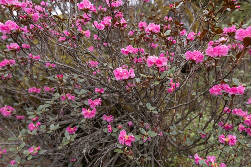 Rhododendron anthopogon photo 7