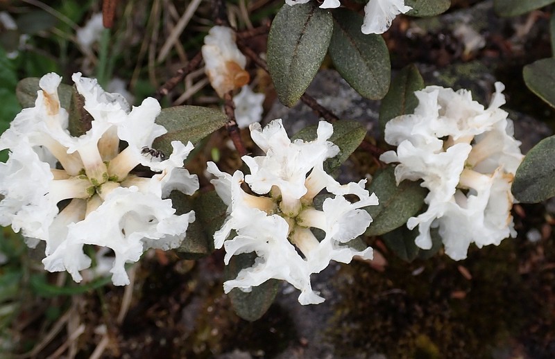 Rhododendron anthopogon subsp. hypenanthum