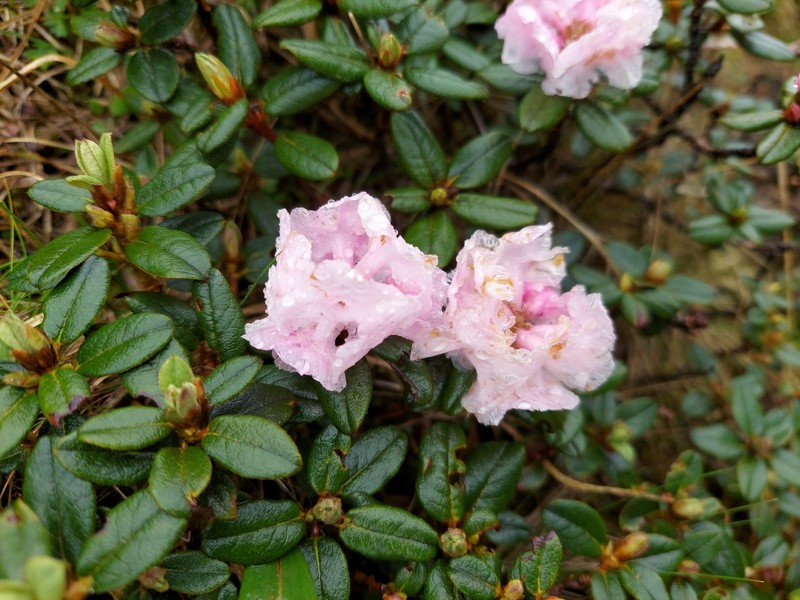 Rhododendron anthopogon subsp. hypenanthum photo 2