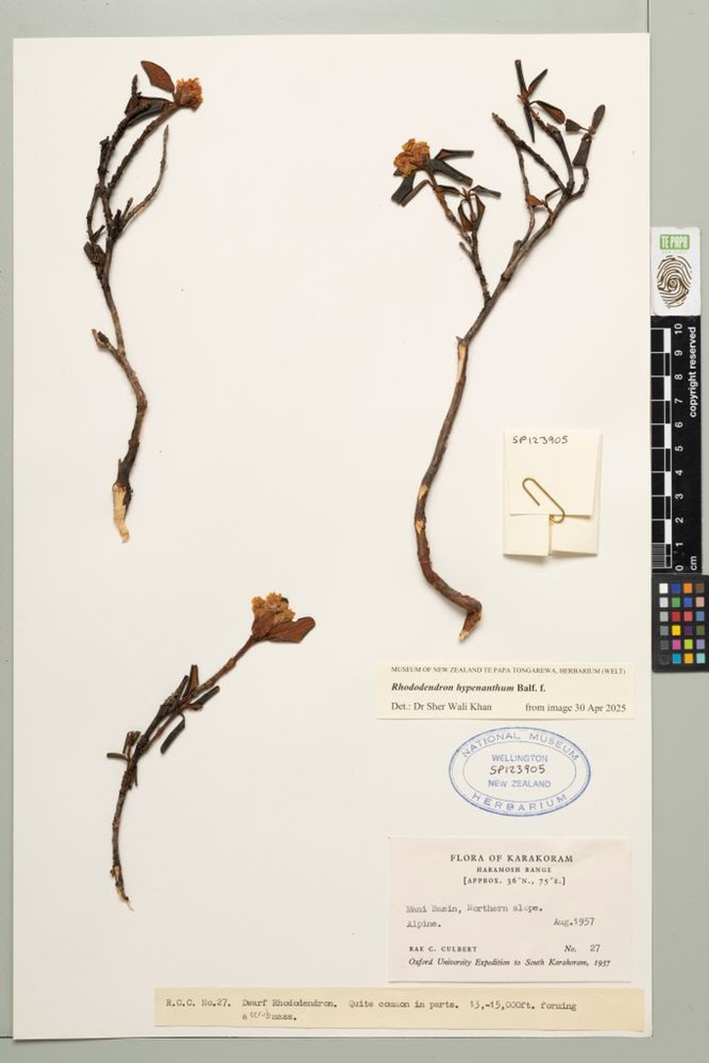 Rhododendron anthopogon subsp. hypenanthum photo 3