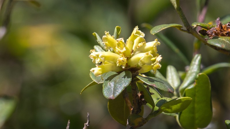 Rhododendron anthopogonoides