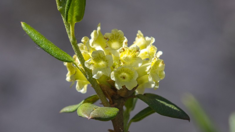 Rhododendron anthopogonoides photo 2