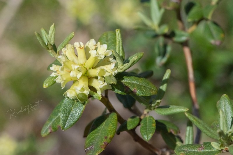 Rhododendron anthopogonoides photo 3