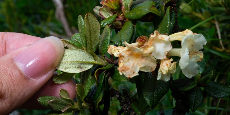 Rhododendron anthopogonoides photo 4