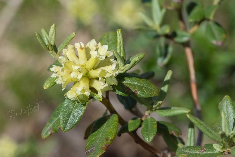 Rhododendron anthopogonoides photo 5