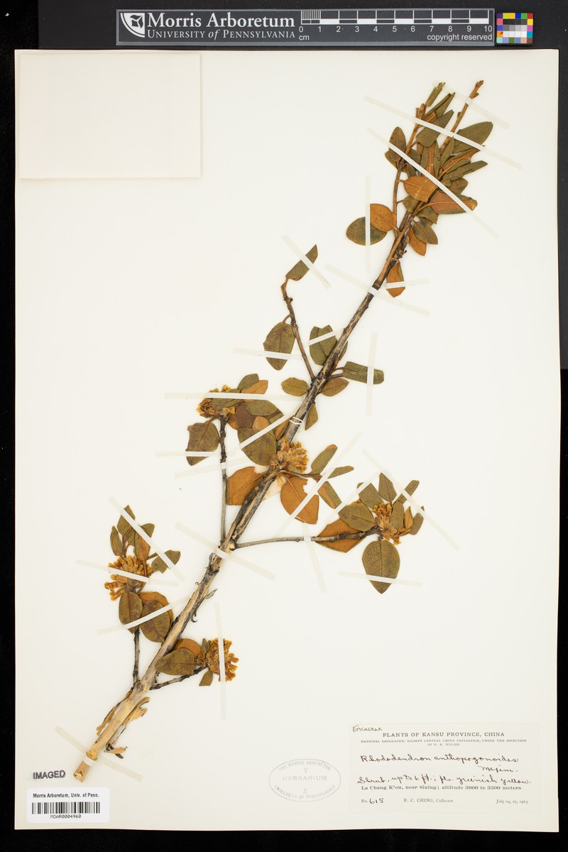 Rhododendron anthopogonoides photo 6