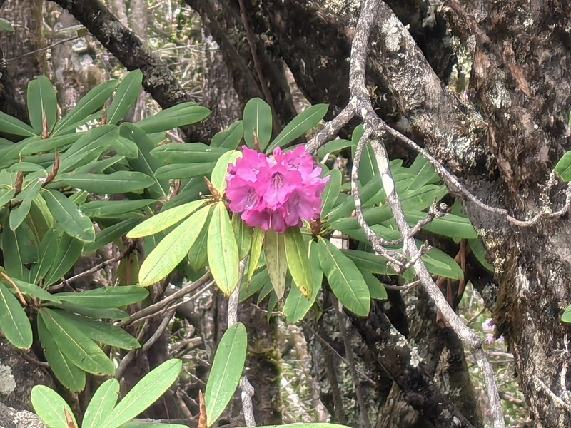 Rhododendron anthosphaerum