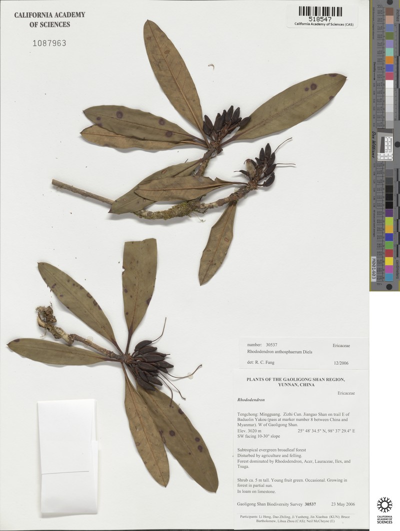 Rhododendron anthosphaerum photo 2