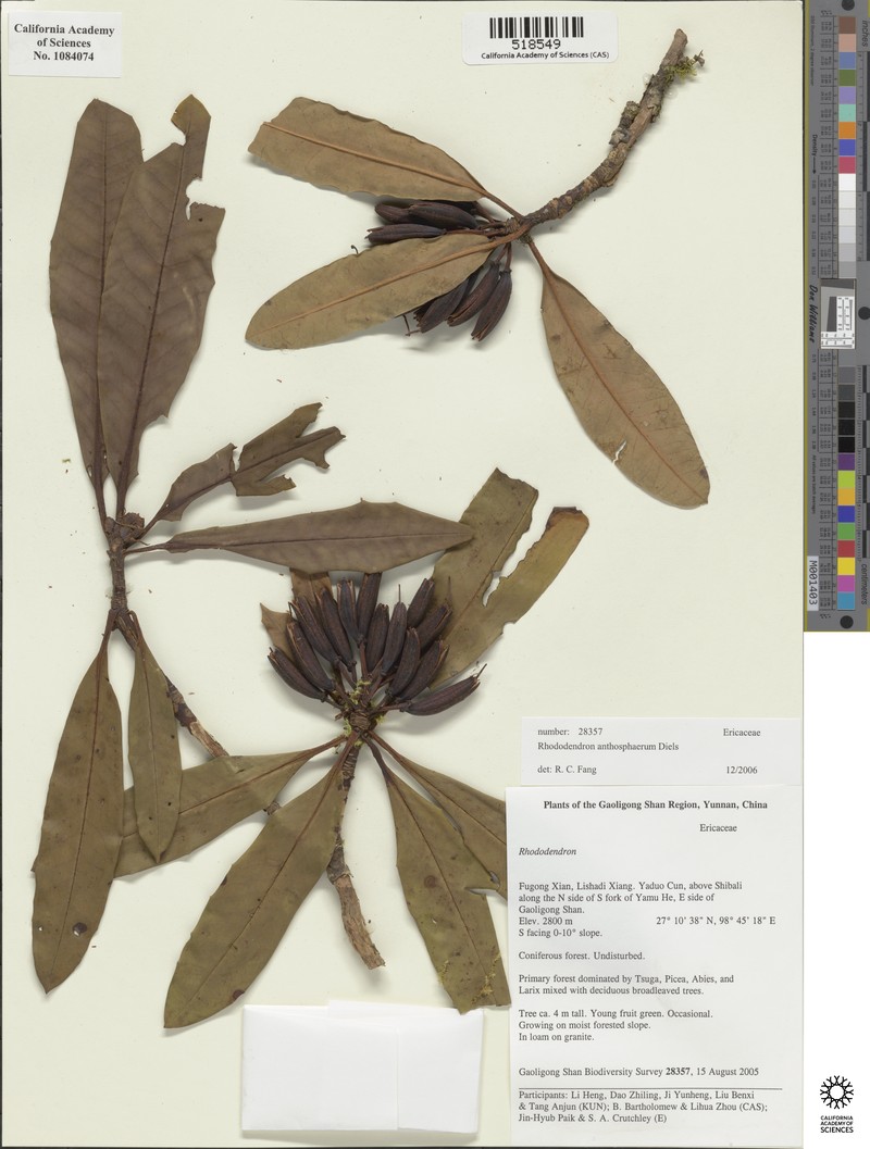Rhododendron anthosphaerum photo 3