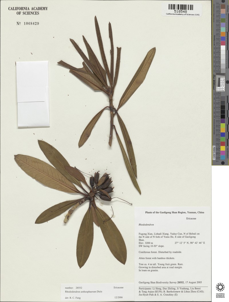 Rhododendron anthosphaerum photo 4
