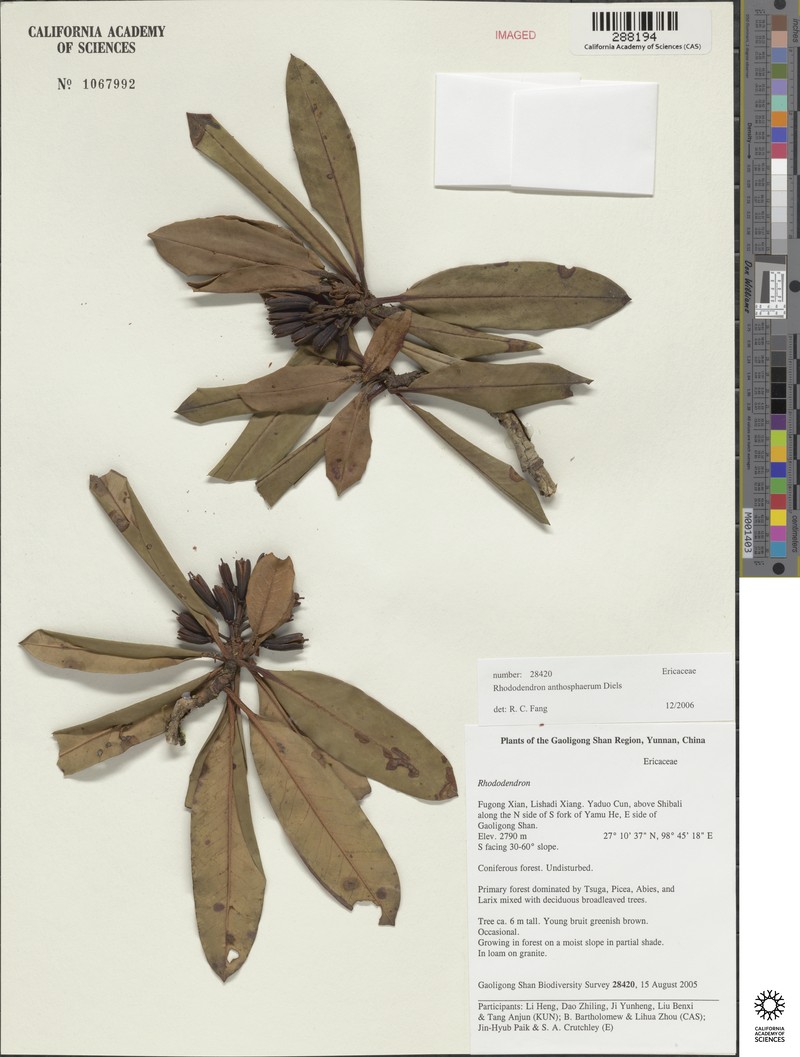 Rhododendron anthosphaerum photo 5