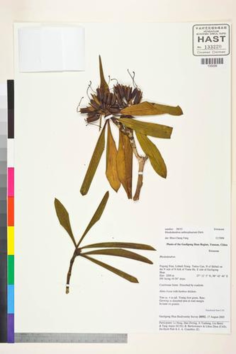 Rhododendron anthosphaerum photo 6