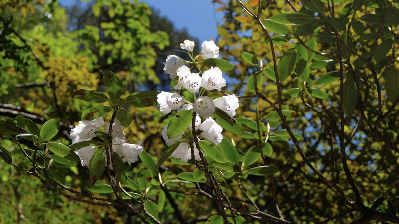 Rhododendron anwheiense