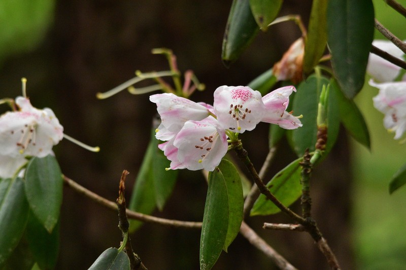 Rhododendron anwheiense photo 2