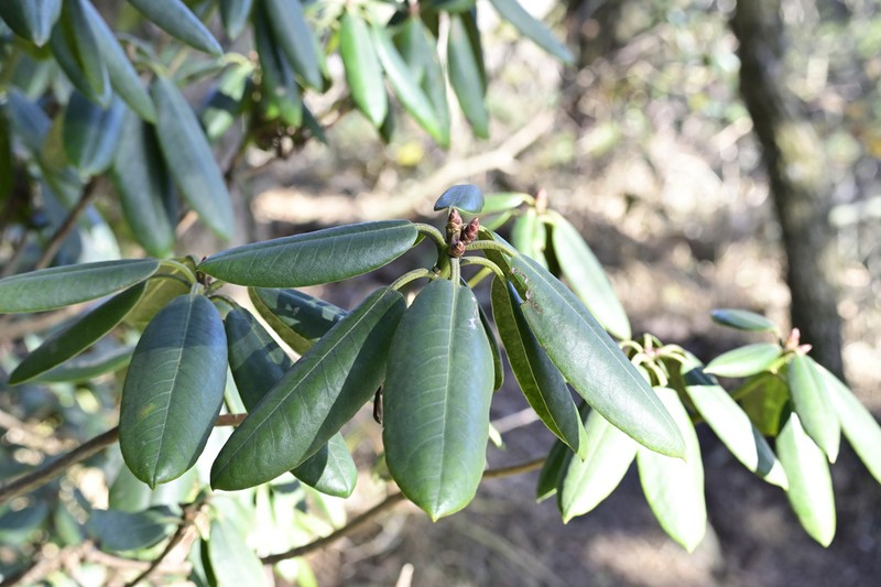 Rhododendron anwheiense photo 3