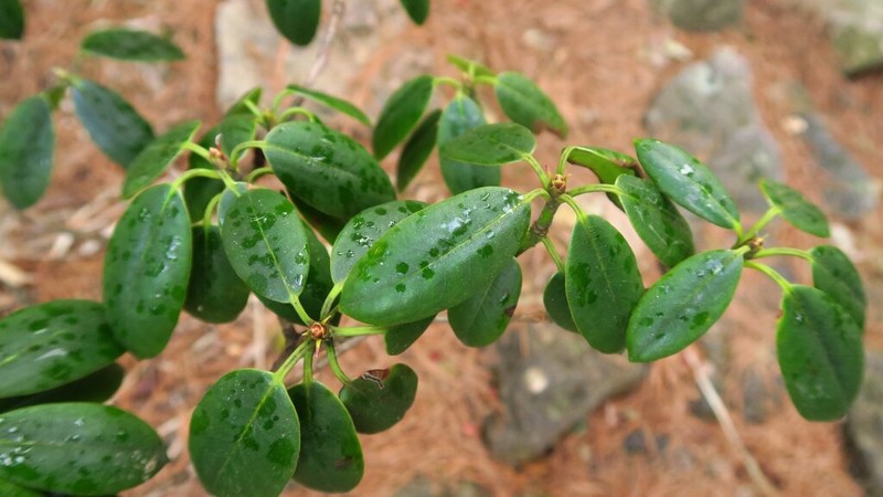 Rhododendron anwheiense photo 4
