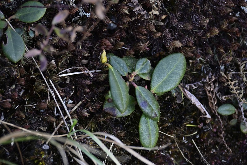 Rhododendron anwheiense photo 5