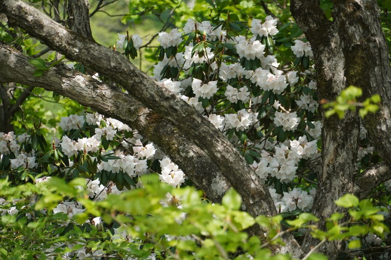 Rhododendron anwheiense photo 6