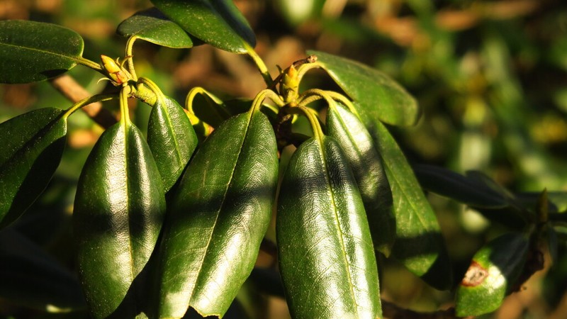 Rhododendron anwheiense photo 7