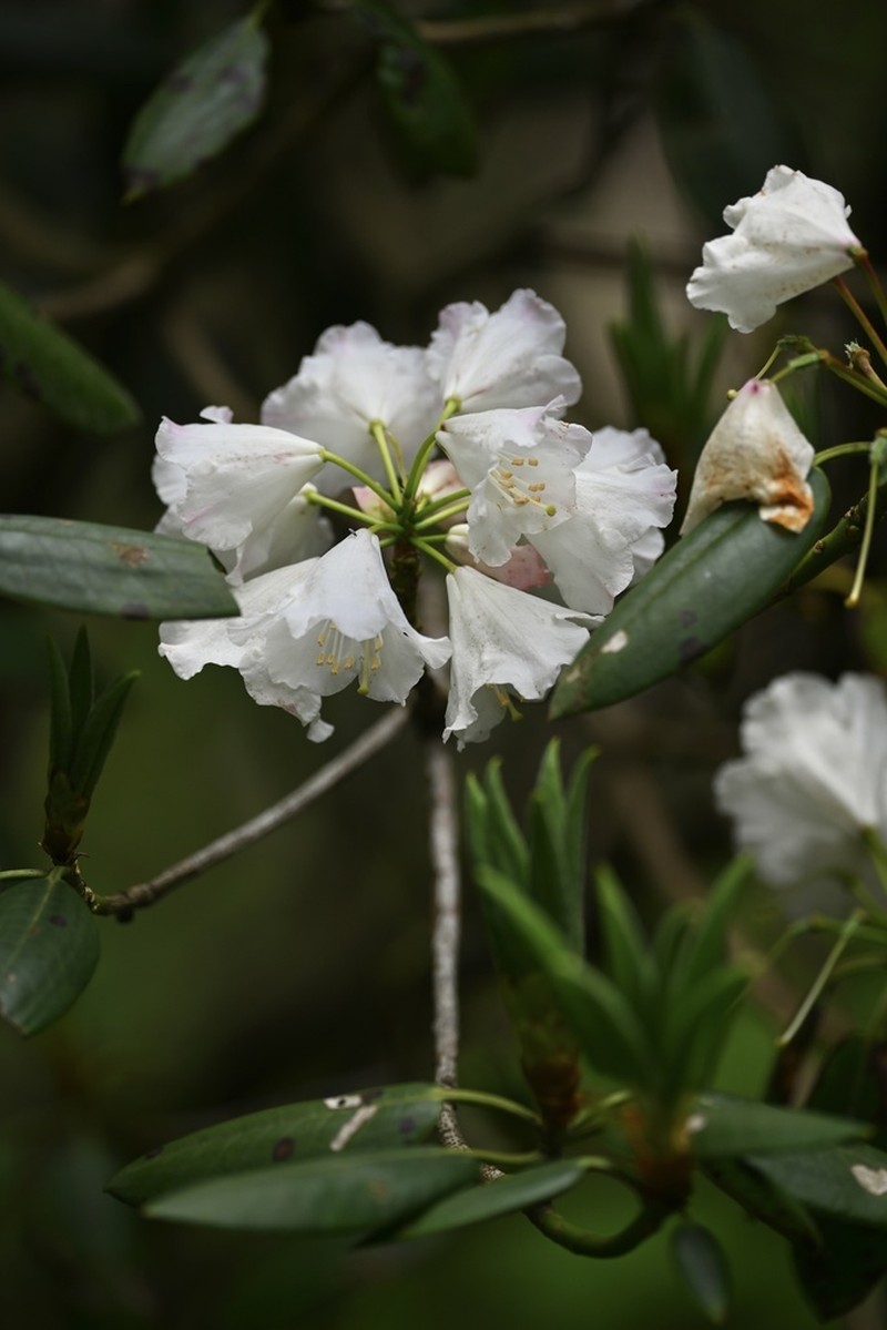 Rhododendron anwheiense photo 8
