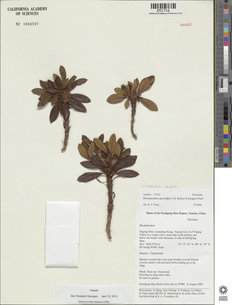 Rhododendron aperantum