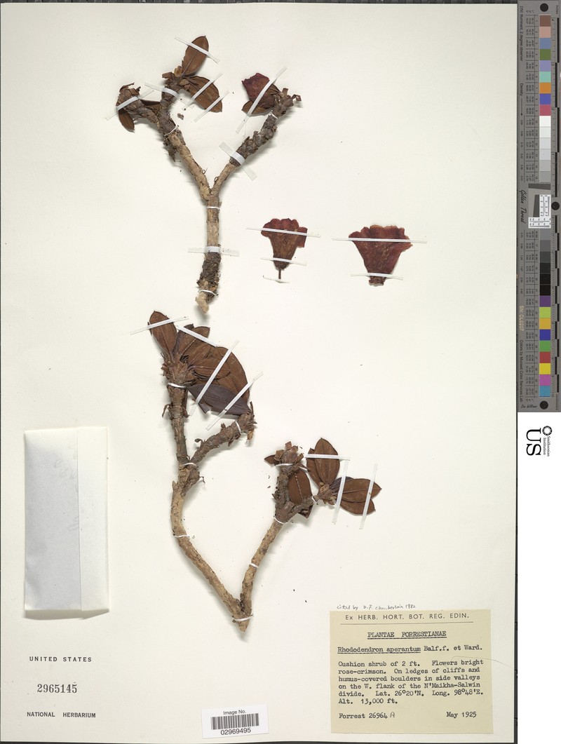 Rhododendron aperantum photo 2