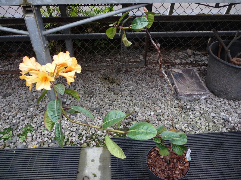 Rhododendron apiense