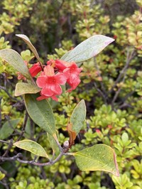 Rhododendron apoanum