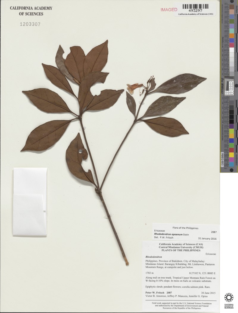 Rhododendron apoanum photo 3