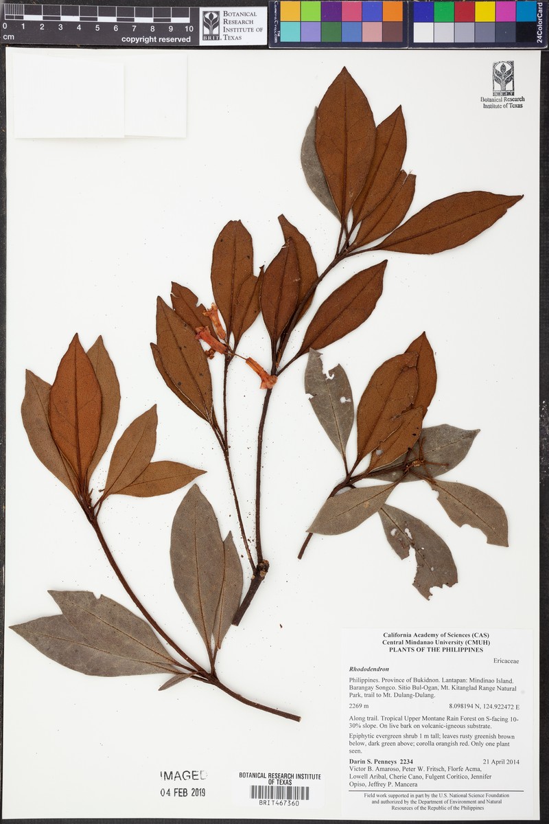 Rhododendron apoanum photo 4