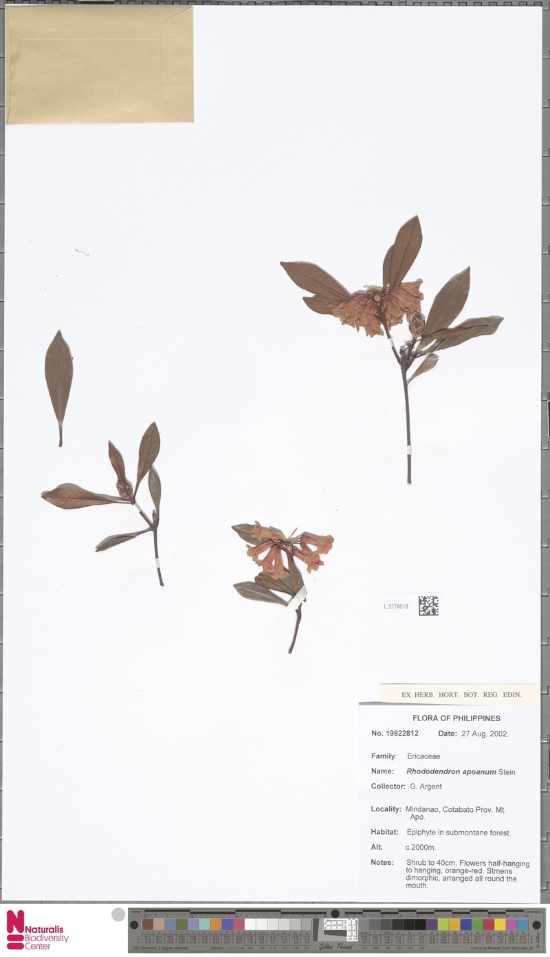 Rhododendron apoanum photo 5