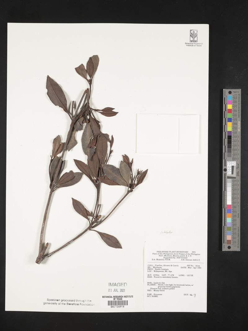 Rhododendron apoanum photo 6
