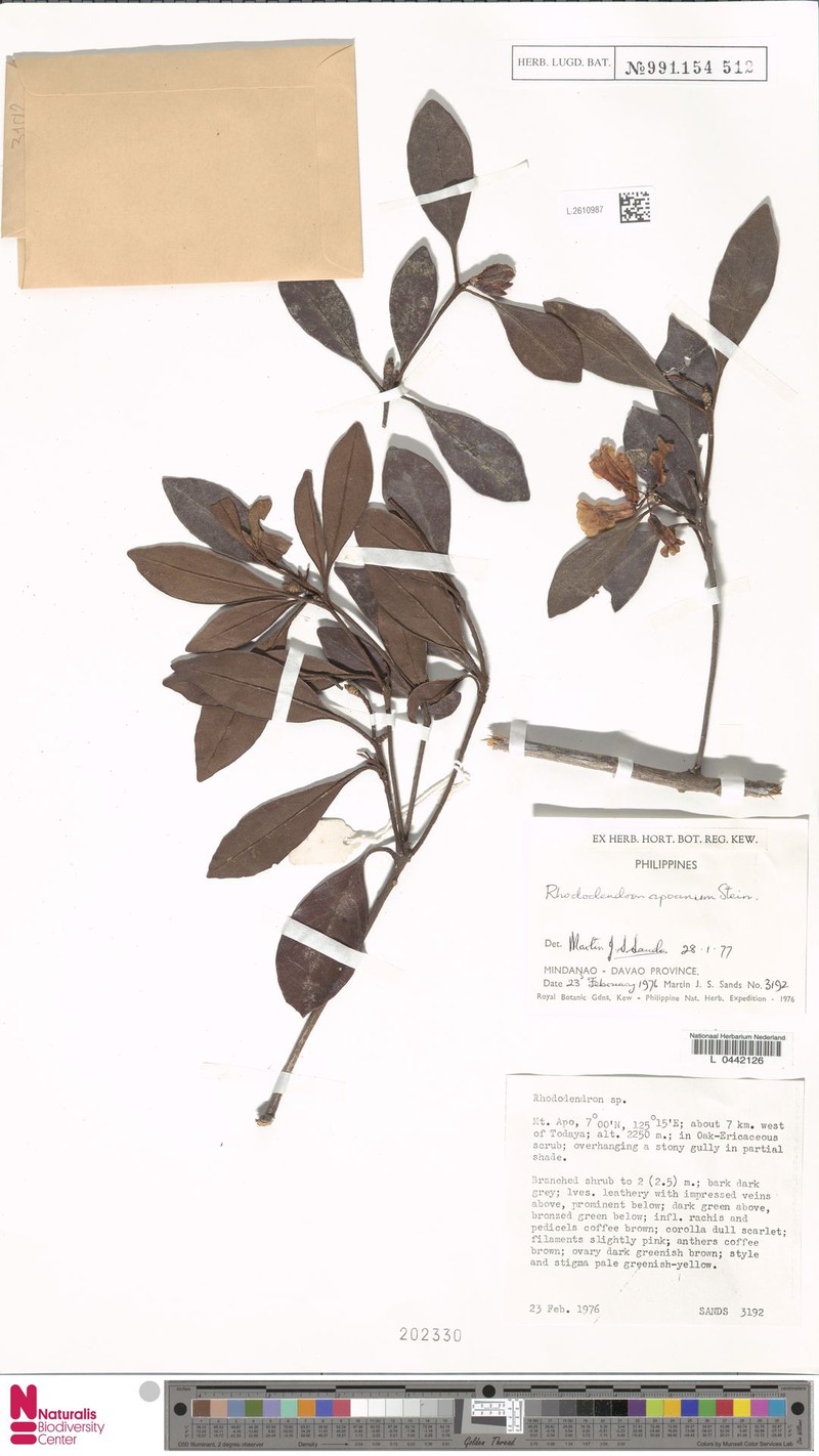 Rhododendron apoanum photo 7