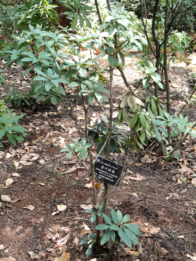 Rhododendron araiophyllum