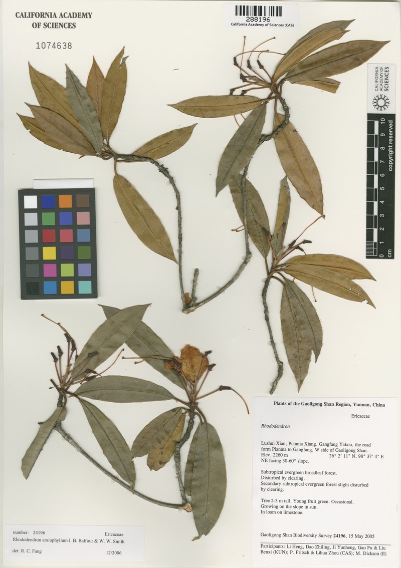 Rhododendron araiophyllum photo 2