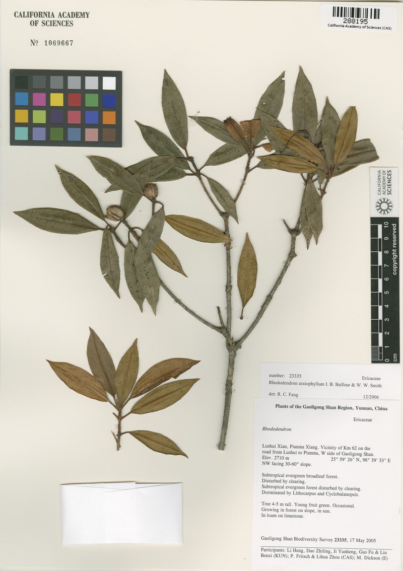 Rhododendron araiophyllum photo 3