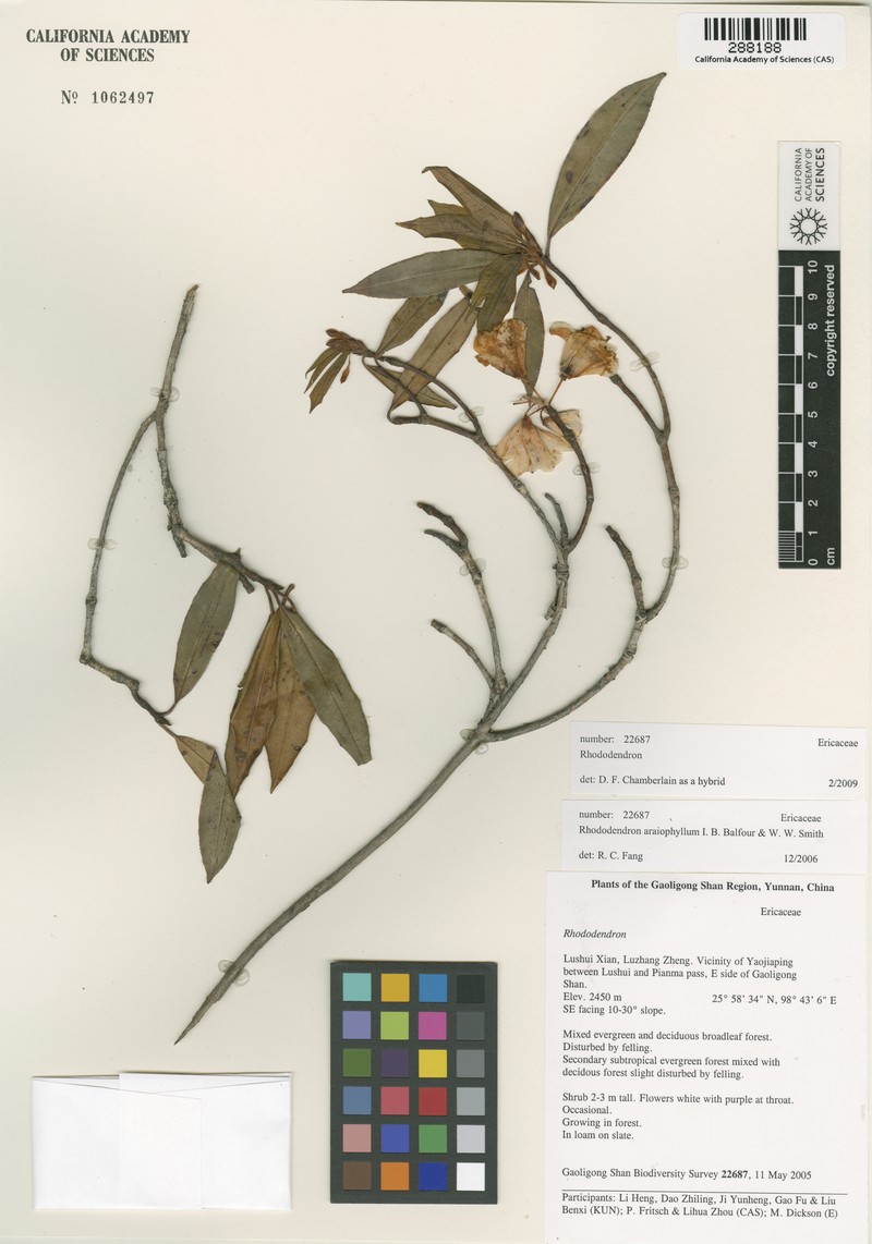 Rhododendron araiophyllum photo 4