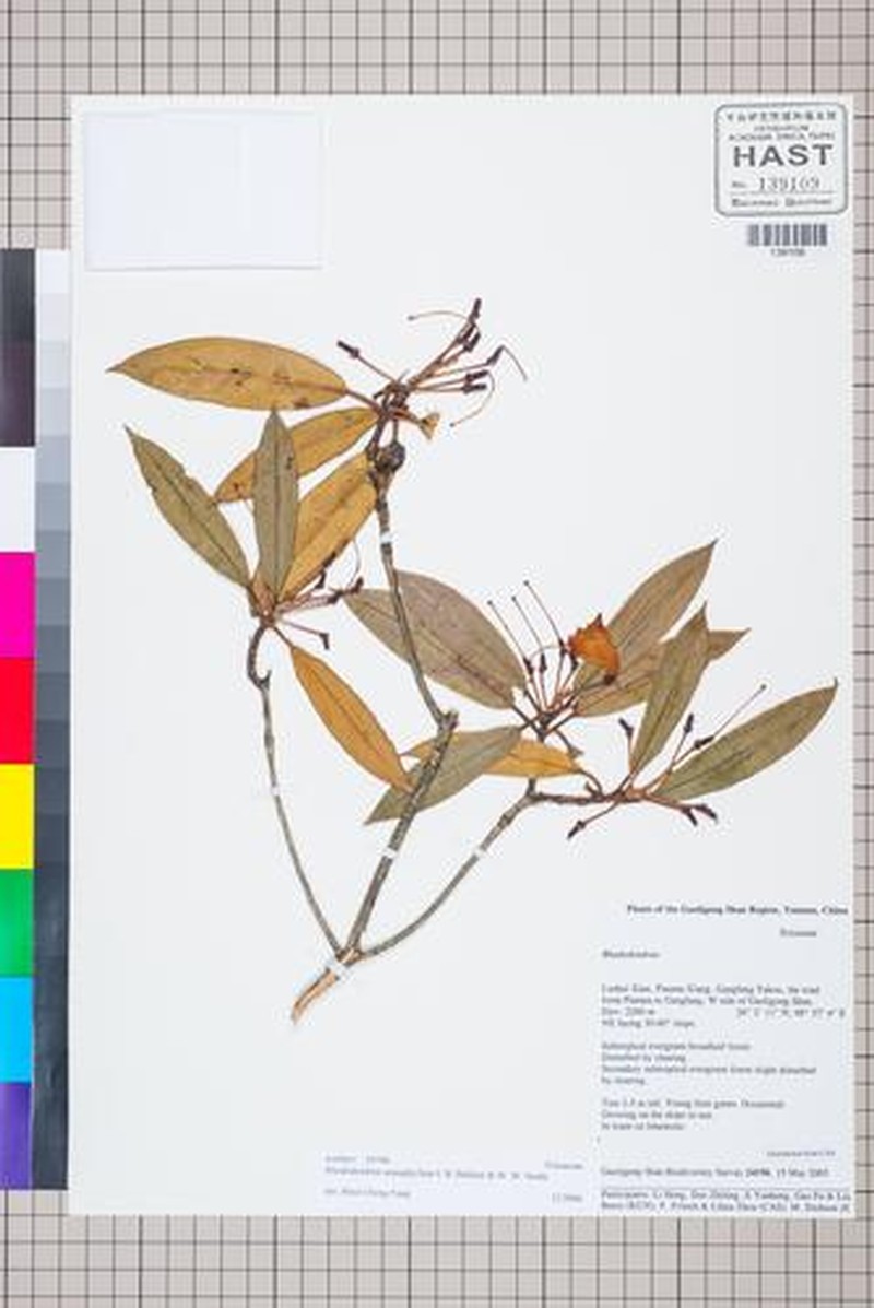 Rhododendron araiophyllum photo 5