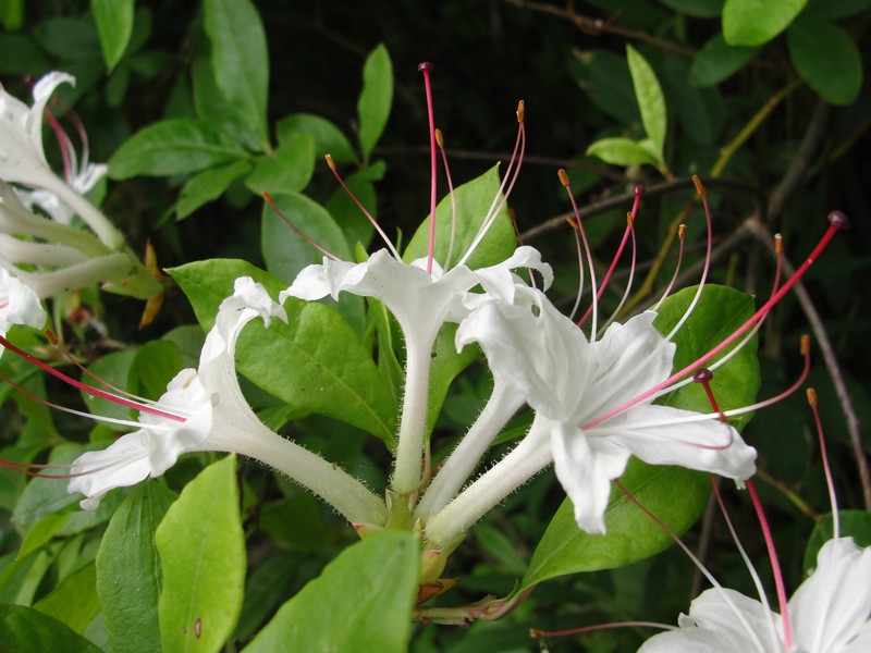 Smooth Azalea photo 2