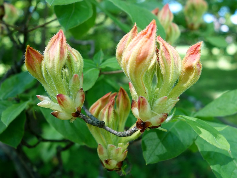 Smooth Azalea photo 3