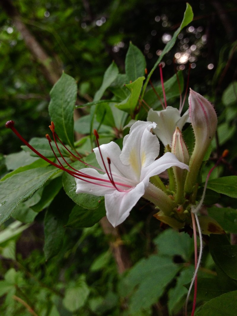 Smooth Azalea photo 7