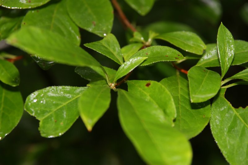 Smooth Azalea photo 8