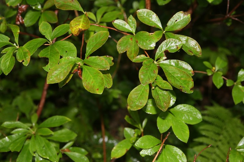 Smooth Azalea photo 4