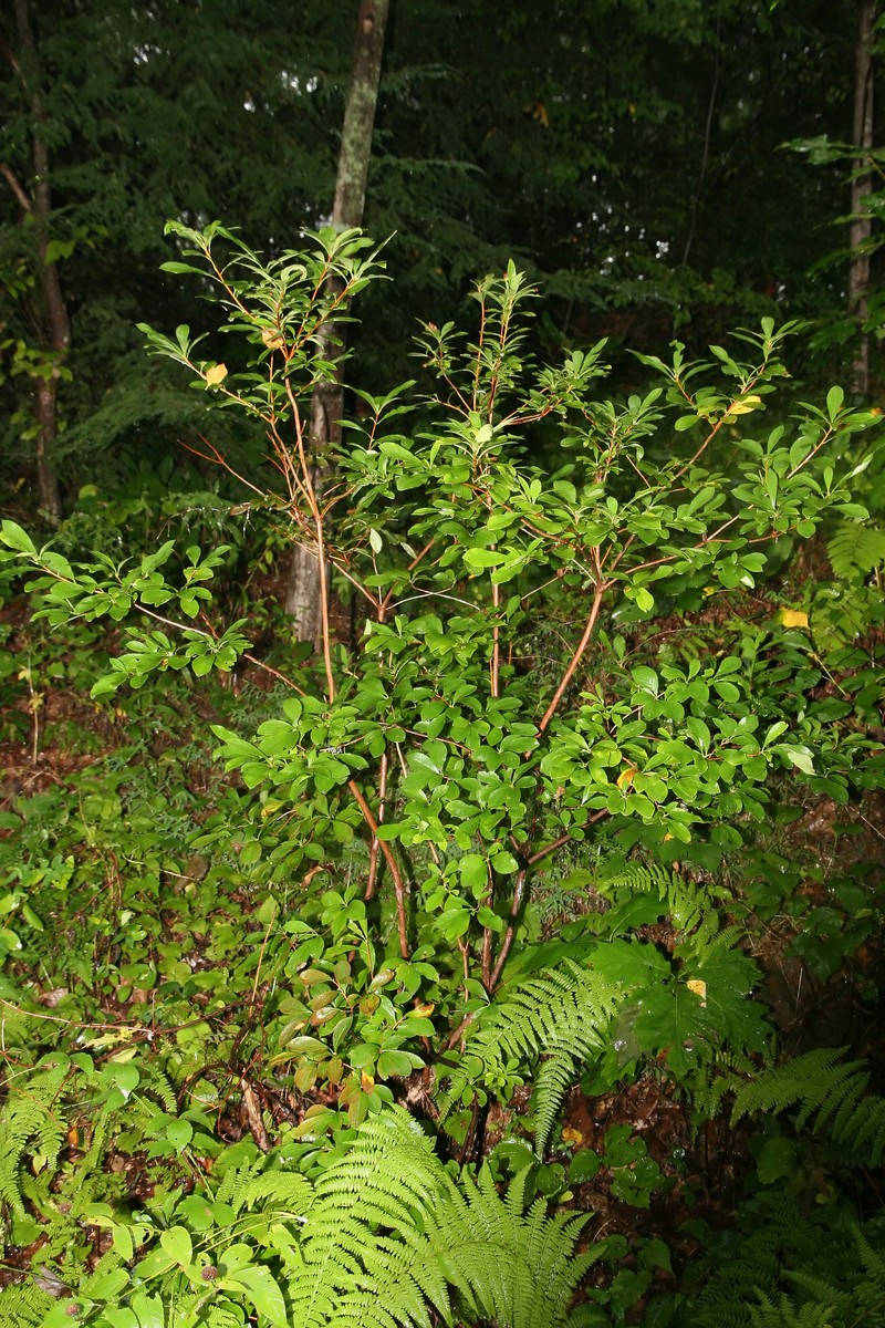 Smooth Azalea photo 5