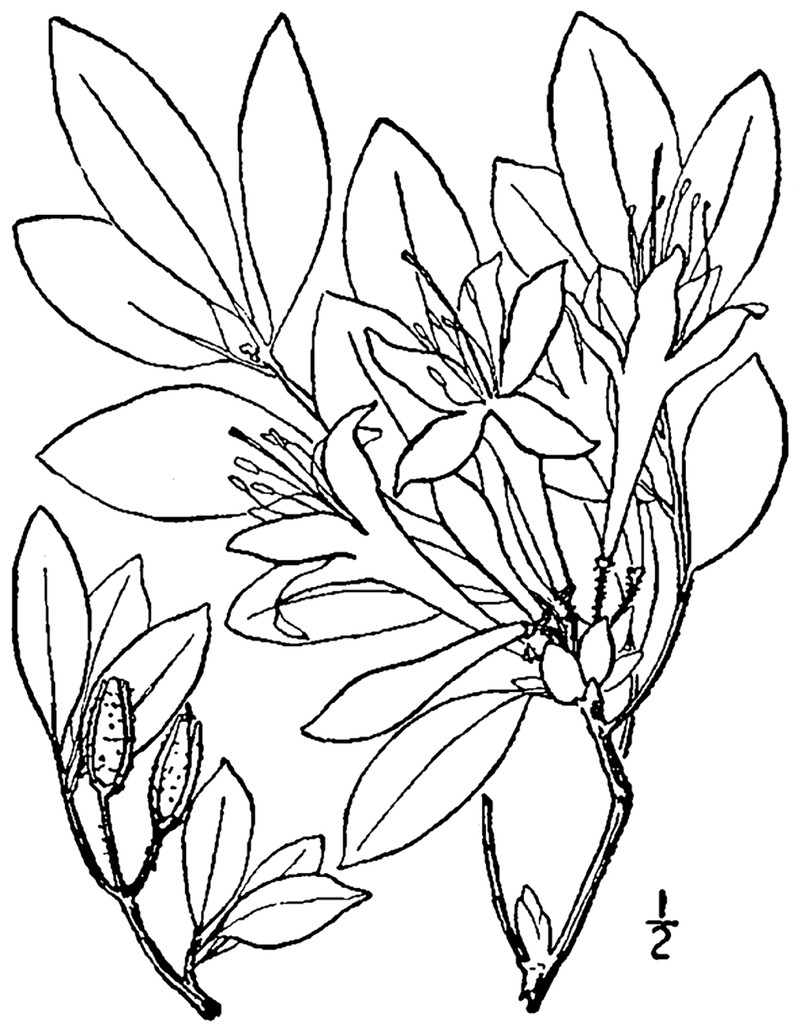 Smooth Azalea photo 6