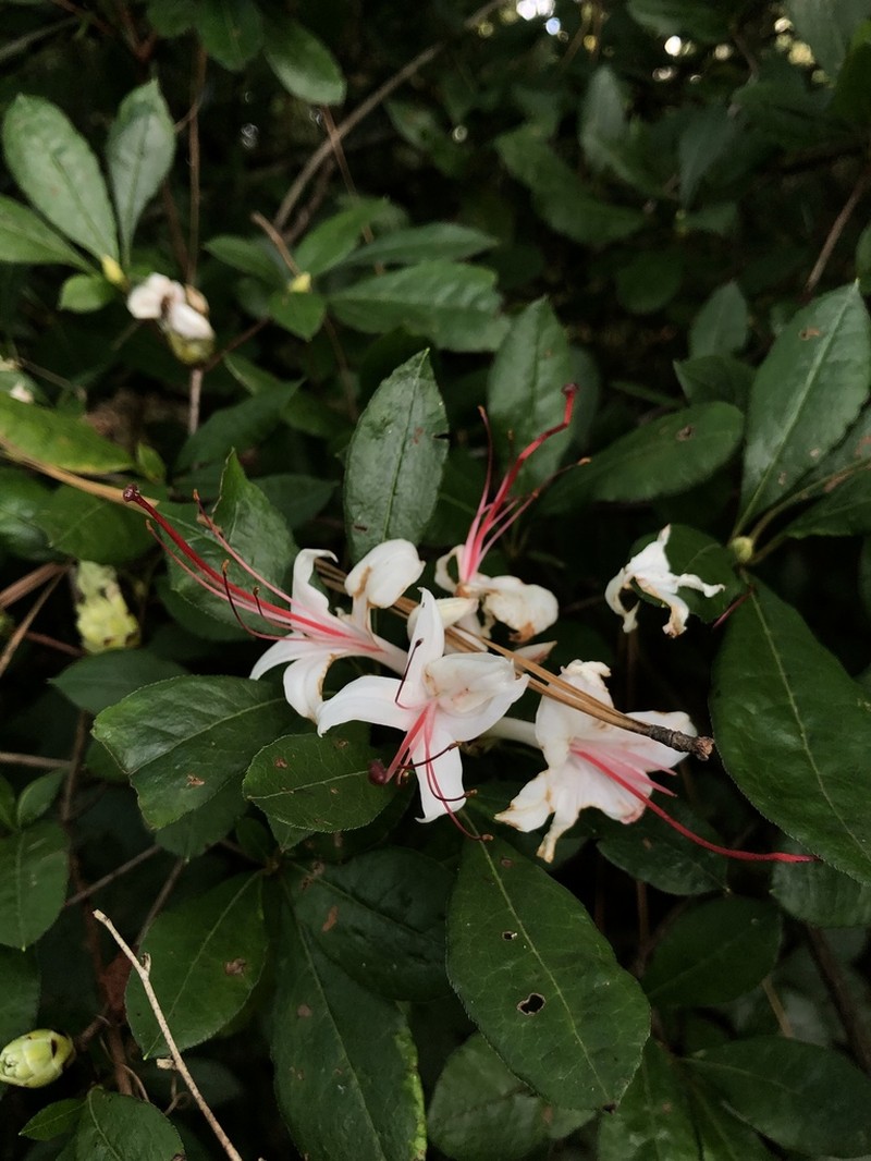 Smooth Azalea photo 3