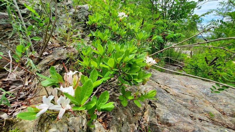 Smooth Azalea photo 4