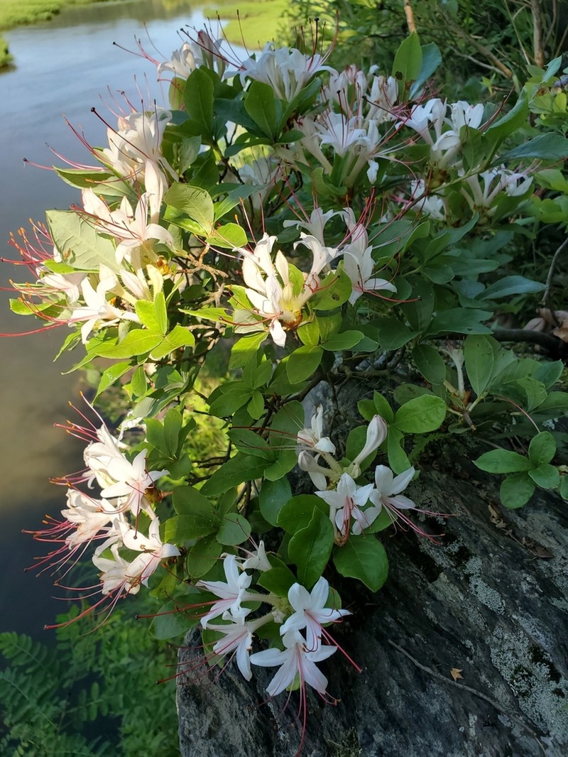 Smooth Azalea photo 5